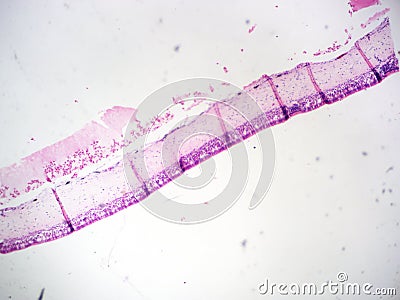 Ciliated Epithelium 40x Magnification Respiratory Lining Stock Photo