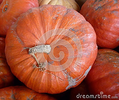 Cinderella pumpkin Stock Photo