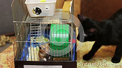 black cat cage