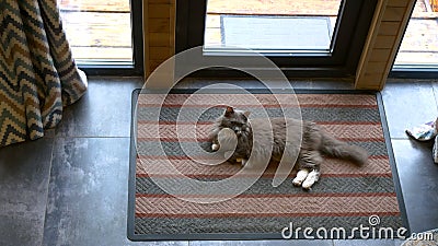 Cinematic Top-View of Cozy Gray Cat on a Rug: Enjoy the picturesque charm of this scene as the camera captures a Stock Photo