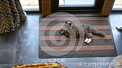 Cinematic Top-View of Cozy Gray Cat on a Rug: Enjoy the picturesque charm of this scene as the camera captures a Stock Photo
