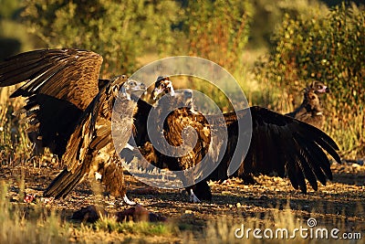 The cinereous vulture Aegypius monachus also known as the black vulture, monk or Eurasian black vulture, two large vultures Stock Photo