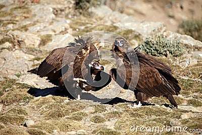 The cinereous vulture Aegypius monachus also known as the black vulture, monk or Eurasian black vulture sitting on the feeding Stock Photo