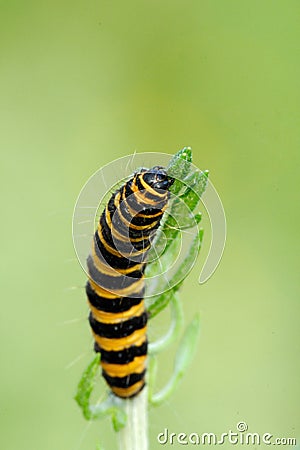 Cinnabar Moth caterpillar feeding on Ragwort Stock Photo