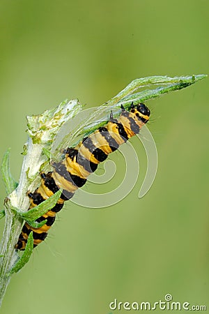 A Cinnabar Moth caterpillar feeding on Ragwort Stock Photo