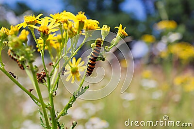 Cinnabar Moth Caterpillar Feeding on Yellow Ragwort Plant on a Meadow Stock Photo