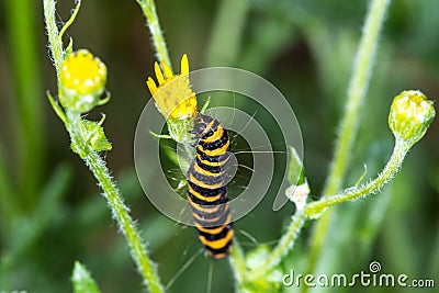 Cinnabar Moth Caterpillar (Tyria jacobaeae)eating ragwort flowe Stock Photo