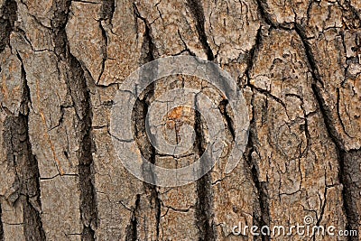 Cinnamomum camphora bark Stock Photo