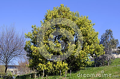 Cinnamomum camphora. Camphor tree. Native species of China Stock Photo