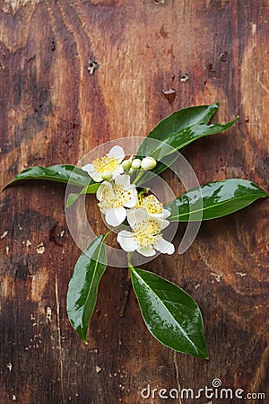 Cinnamomum camphora flower Stock Photo