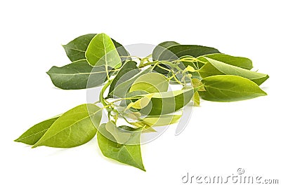 Cinnamomum camphora Stock Photo