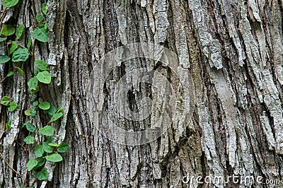 Texture, tree bark, Cinnamomum camphora,nature Stock Photo