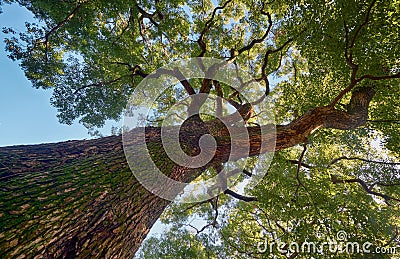 Cinnamomum camphora tree in the Imperial Palace garden. Tokyo. Japan Stock Photo