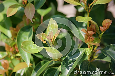 Cinnamomum camphora tree Stock Photo