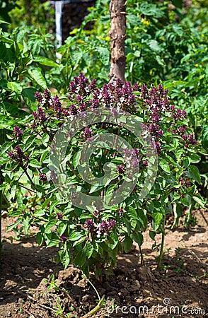 Cinnamon Basil Stock Photo