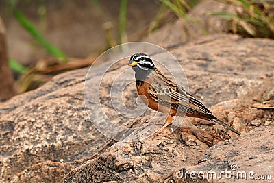 Cinnamon breasted bunting Stock Photo