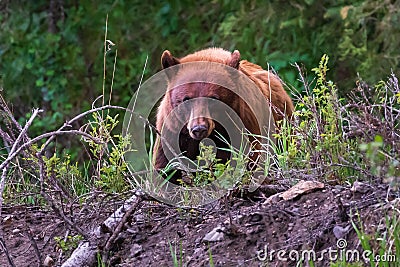 Cinnamon color Black bear,Yellowstone National Park, WY Stock Photo