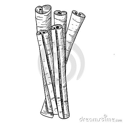 Cinnamon Seasoning Sticks, vector isolated black and white sketch illustration. Cartoon Illustration