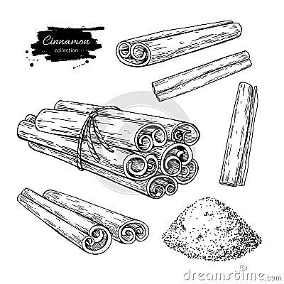 Cinnamon stick, tied bunch and powder set. Vector drawing. Hand drawn sketch. Vector Illustration