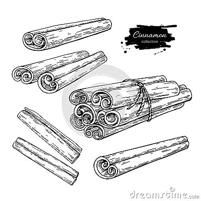 Cinnamon stick and tied bunch set. Vector drawing. Hand drawn sketch. Vector Illustration