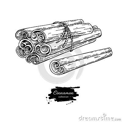 Cinnamon stick tied bunch Vector drawing. Hand drawn sketch. Seasonal food Vector Illustration