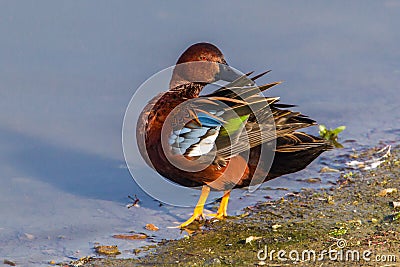 Cinnamon Teal Stock Photo