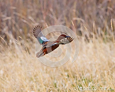 Cinnamon Teal in flight Stock Photo