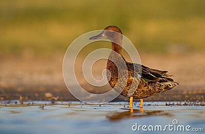 A cinnamon teal standing in water Stock Photo