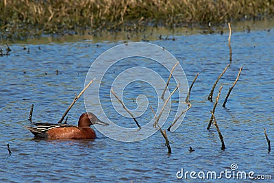 Cinnamon Teal on wind-ruffled blue water at Sacramento Wildlife Refuge Stock Photo