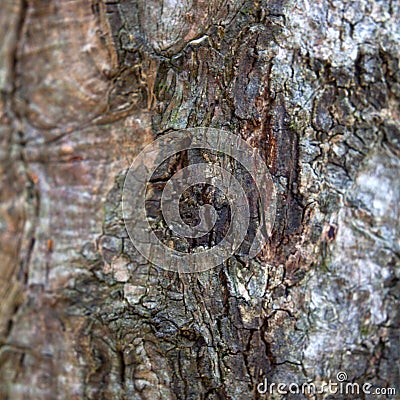 Cinnamon tree bark Stock Photo