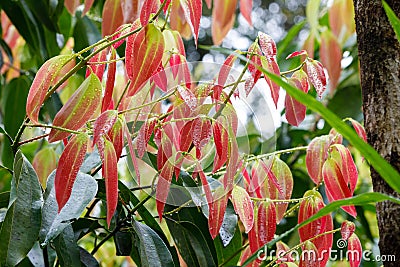 Cinnamon Tree - Cinnamomum zeylanicum Stock Photo