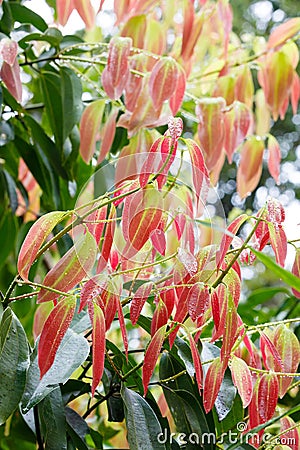 Cinnamon Tree - Cinnamomum zeylanicum Stock Photo