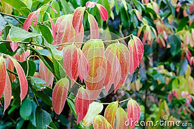 Cinnamon Tree with colored leaves Stock Photo