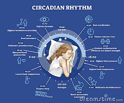 Circadian rhythm as educational natural cycle for healthy sleep and routine Cartoon Illustration