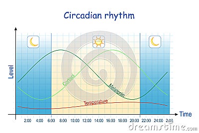 Circadian rhythm. Diagram of melatonin, and cortisol hormones level Vector Illustration