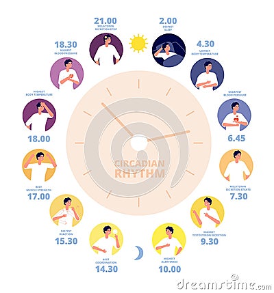 Circadian rhythm. Medical poster, human brain hormone exposure. Healthy day night diagram, sleep cycle and on sunlight Vector Illustration