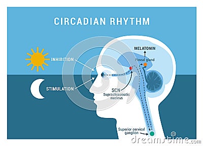 The circadian rhythm and sleep-wake cycle Vector Illustration