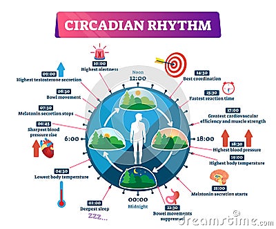 Circadian rhythm vector illustration. Labeled educational day cycle scheme. Vector Illustration
