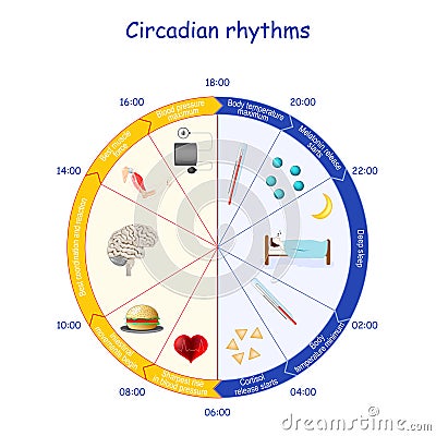 Circadian rhythms. human biological clock and daily activities Vector Illustration