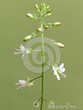 Circaea lutetiana Stock Photo