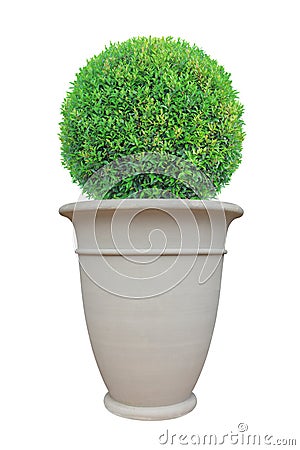 Circle dome shape topiary tree with large Roman style terracotta pot isolated on white background for Japanese and English design Stock Photo