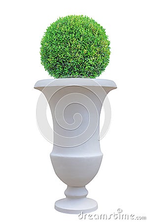 Circle dome shape topiary tree with large Roman style terracotta pot isolated on white background for Japanese and English design Stock Photo