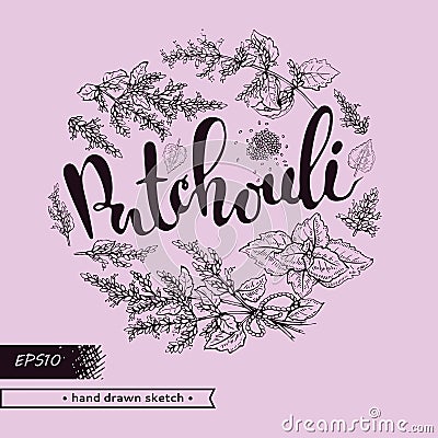 Circle filled Patchoulis inflorescences and flowers with lettering Patchouli. Detailed hand-drawn sketches, vector botanical Cartoon Illustration