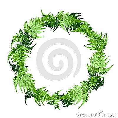 Circle of green fern leaves, plant vector illustration Vector Illustration