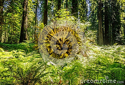 The circle of life. Young trees growing on huge old dead trees in the Redwood National Park, California Stock Photo