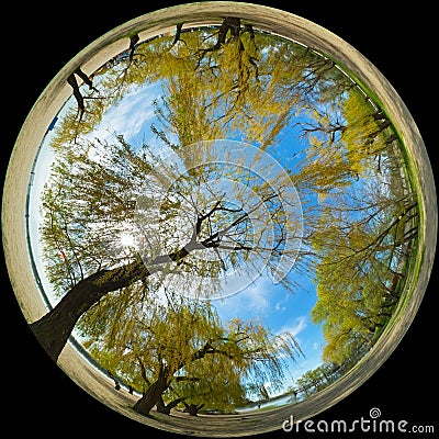 Circle panorama. Willow trees near the river on a sunny spring day. Circular fisheye photo Stock Photo