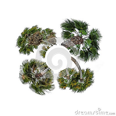 The circle from plams Stock Photo