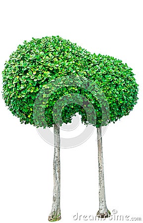 Circle shaped green tree for decorative isolated on white background. Garden decoration with trimmed bush. Green bushes Stock Photo
