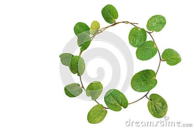 Circle of small creeper plant (cover crop plant, Evolvulus nummularius) isolated on white background, clipping path included Stock Photo