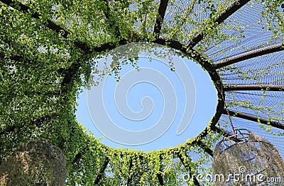 Circle steel arch covered with ivy against blue sky background Stock Photo